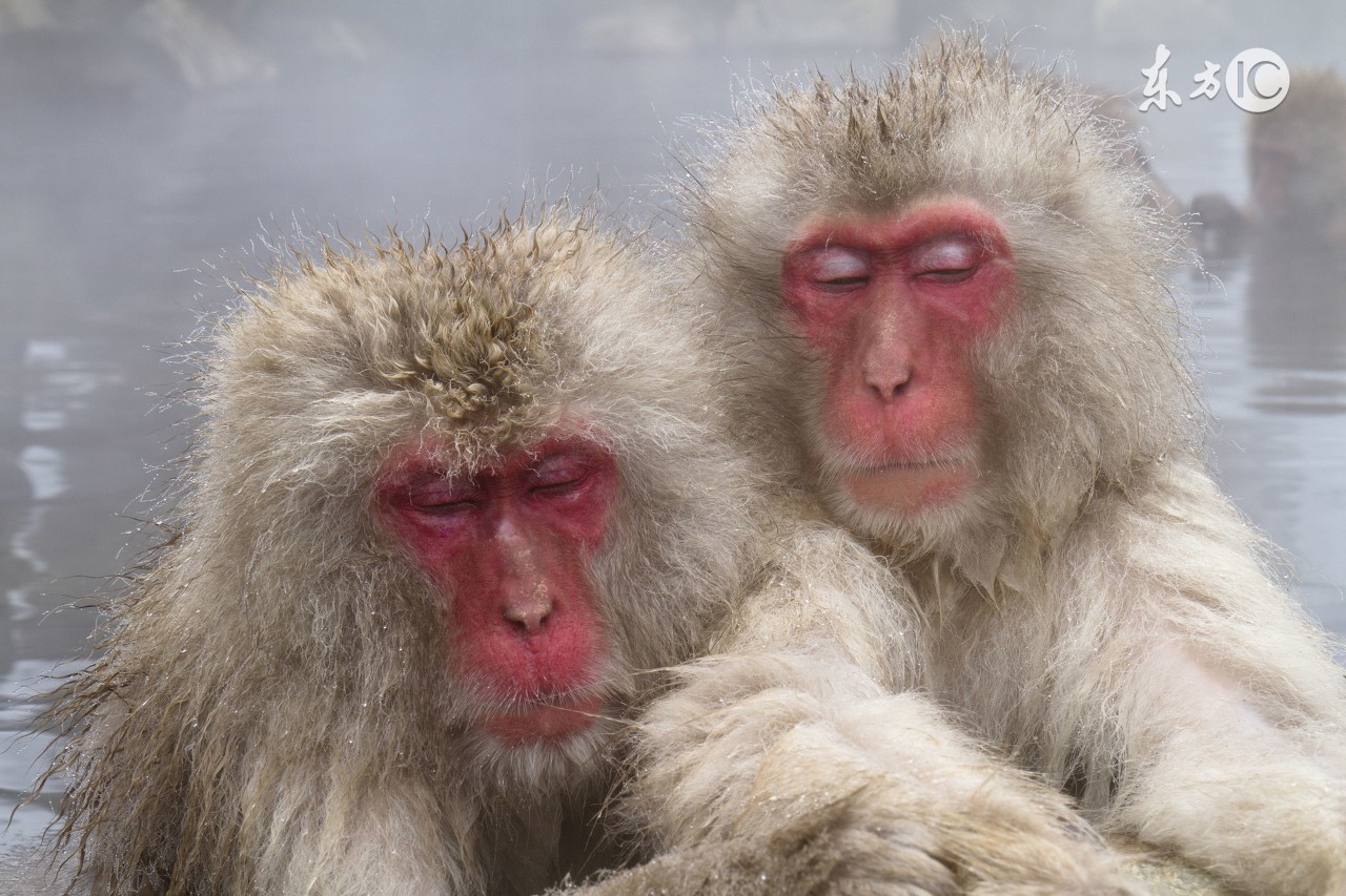 属猴的哪个月命苦,属猴的命苦哪几个月