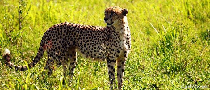 小众旅游地探索攻略,坦桑尼亚游猎攻略