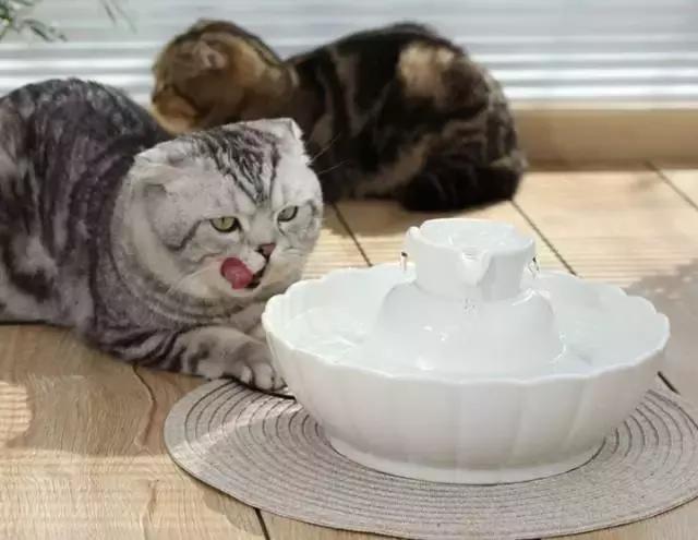 猫咪好活泼怎么办,猫咪好热用嘴呼吸