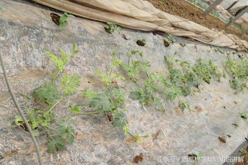 西瓜苗移栽后不长什么原因,西瓜苗移栽后发黄不长怎么办