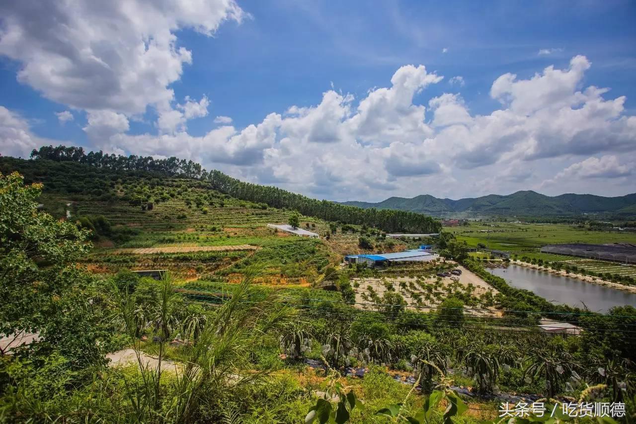 高明可以摘水果的农庄,高明60亩农庄