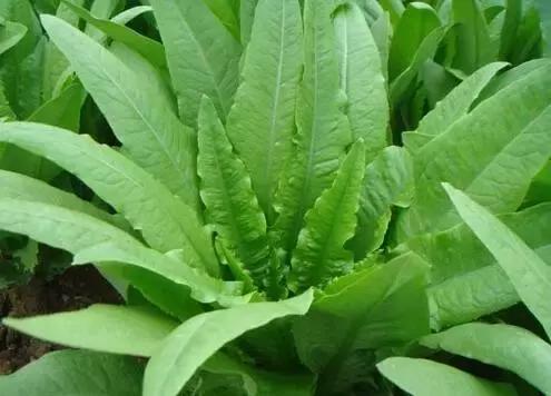 灾害之时要多思，菜价为何不如意（附广州江南0630菜价）