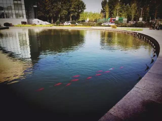 沈阳师范大学青春,再见青春沈阳