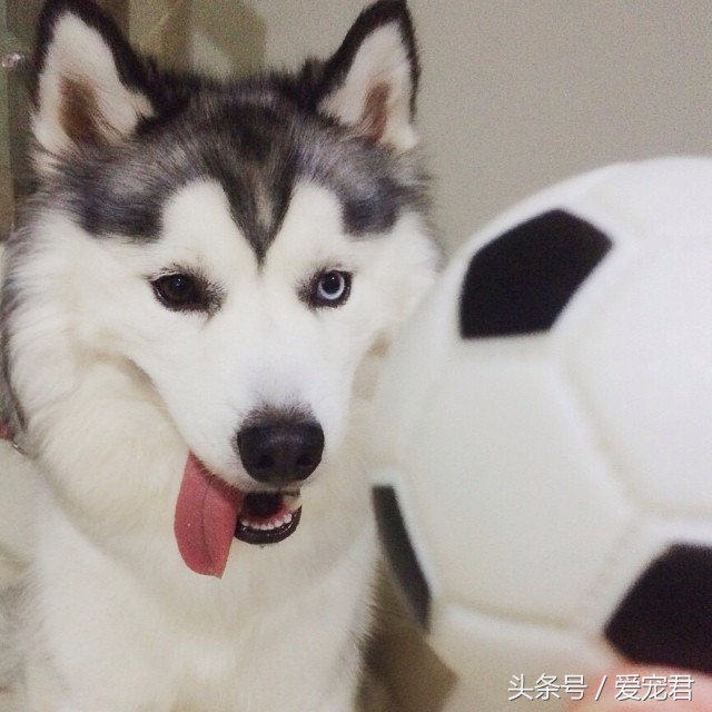 狗狗护食食谱大全,狗狗保护肠胃的食谱