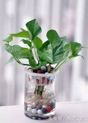 鸿运当头水培植物的养护方法,9种超级好养的水培植物养护下集