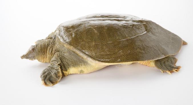 养殖最赚钱最好养的动物,1万元养殖什么动物好