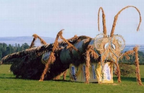 嫂子到底是几个意思