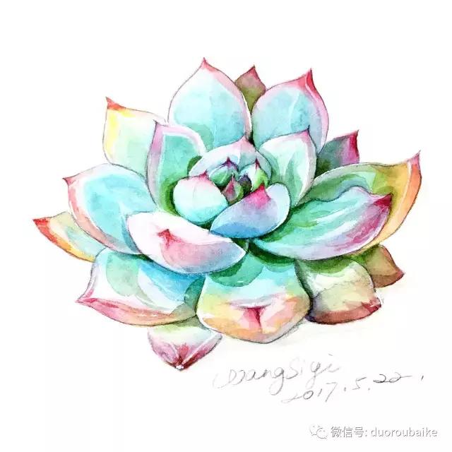 寻找最美中国绘画作品,寻找中国最美多肉手绘