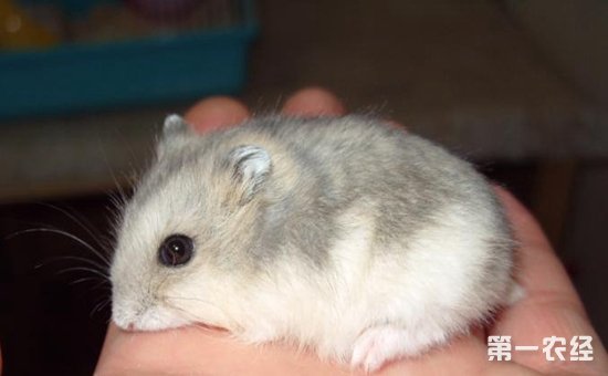 豚鼠和仓鼠是一样的吗,豚鼠和仓鼠怎么区别