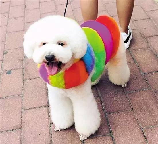 给狗狗染色,需要注意些什么?