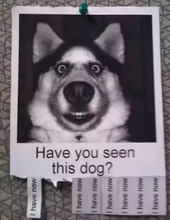 汪星人看约克犬,汪星人看到大批喵星人