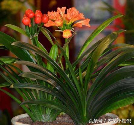 室内养的君子兰一般很难开花,养花小妙招君子兰怎么养