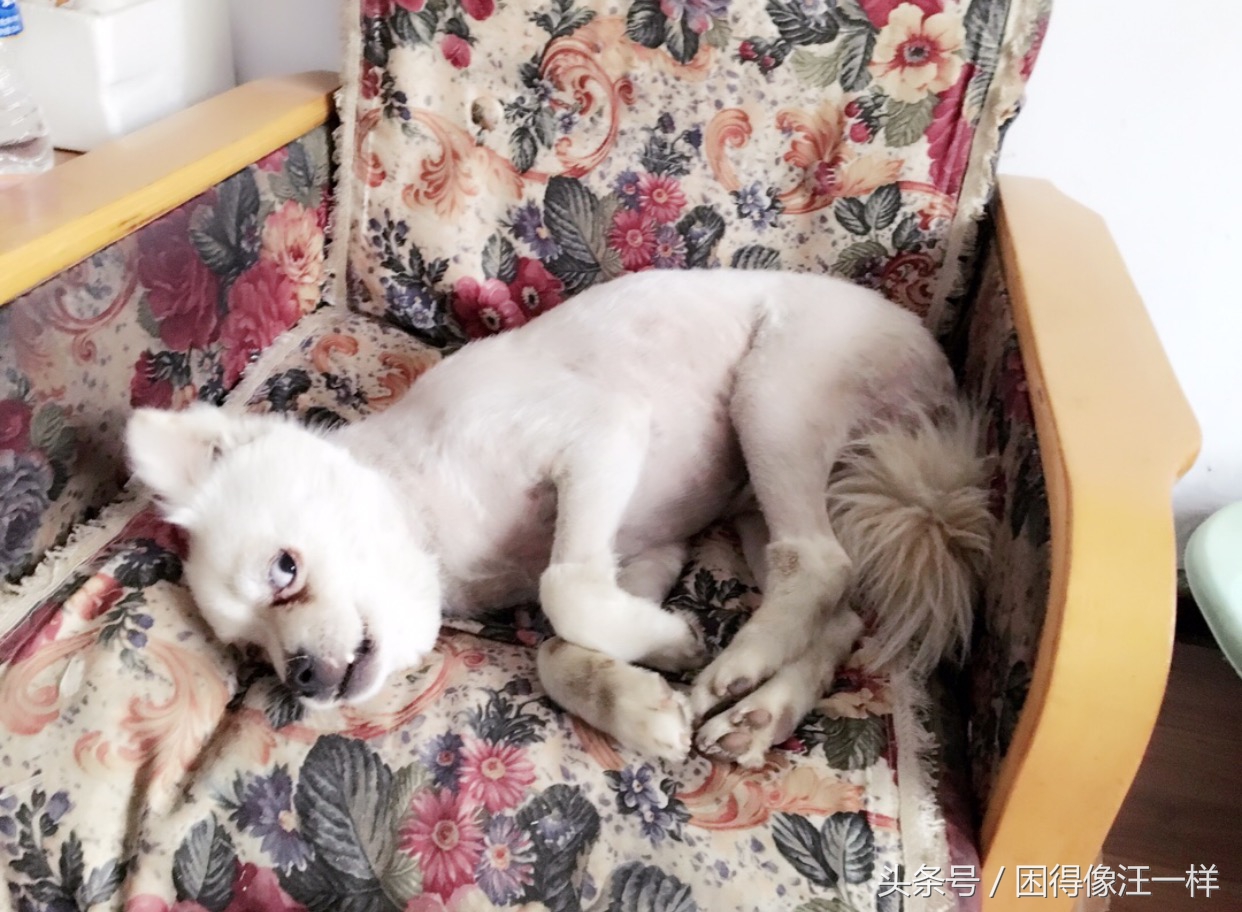 房间里狗味道太重怎么去除,狗身上有狗味怎么去除