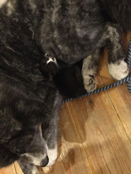 猫咪结扎之后需要注意什么,猫咪结扎前一定要打三联