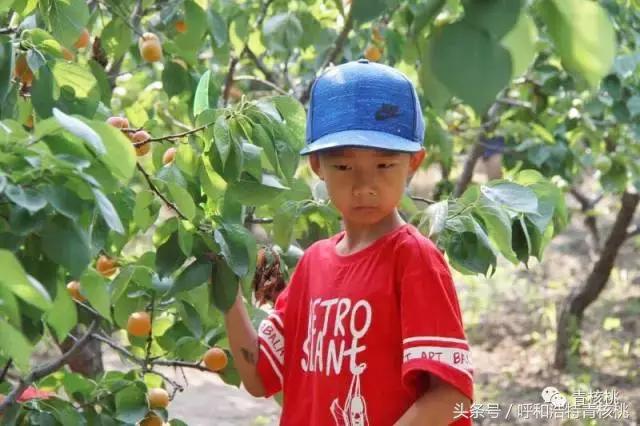 呼和浩特摘杏一日游,呼和浩特乌素图摘杏的地方