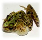 bb霜含雌激素吗,bb霜里面有雌激素吗