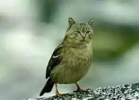 十张搞笑GIF图：还记得那年坐在你车后面的女孩吗：被人打断了狗腿