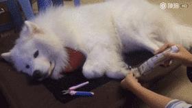 萨摩耶跟二哈哪个好养,二哈和萨摩耶哪个好养