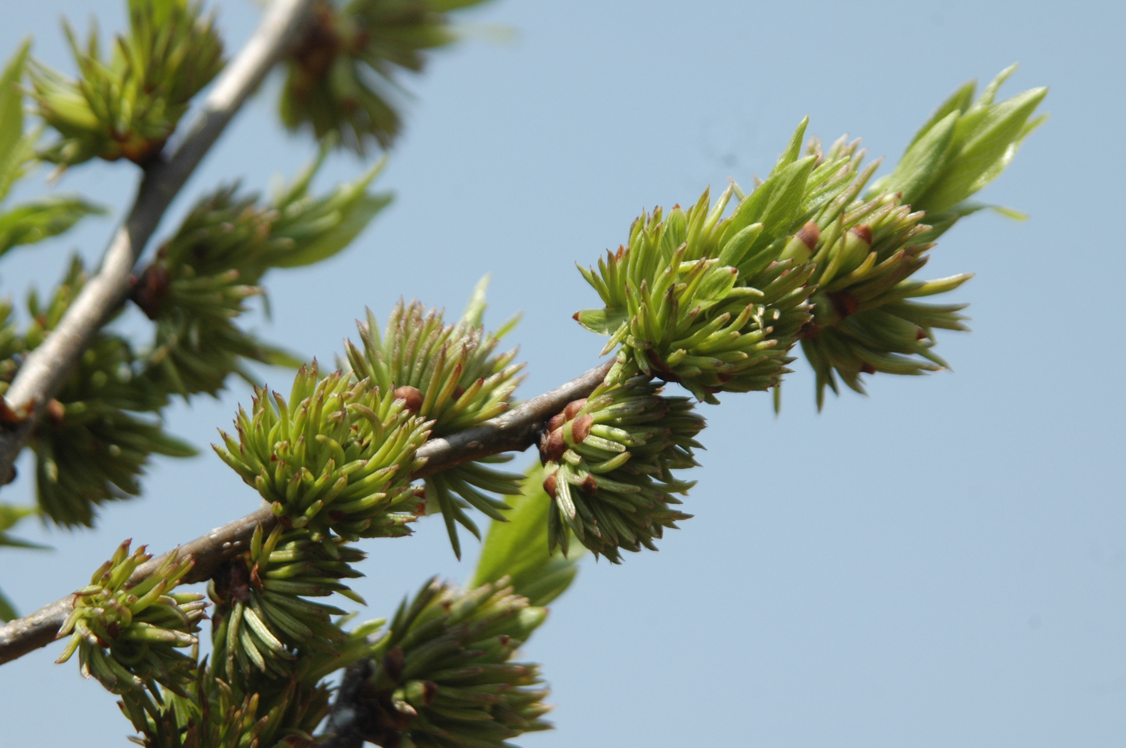 杜仲花的吃法,杜仲花茶的制作方法