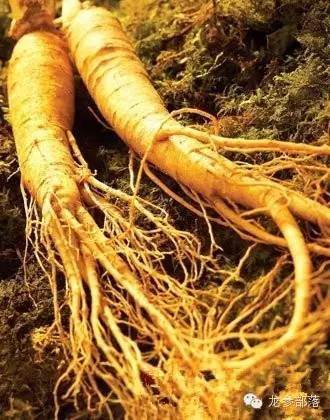 夏季适合食用人参吗,夏天怎么吃人参