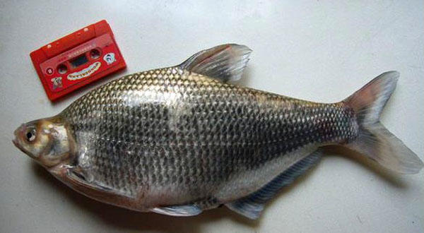 正宗武昌鱼多少根刺,武昌鱼和鳊鱼的鱼刺是一样的吗