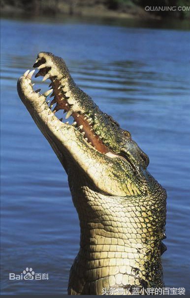 世上最可怕的海底巨兽,令人毛骨悚然的海底巨兽照片