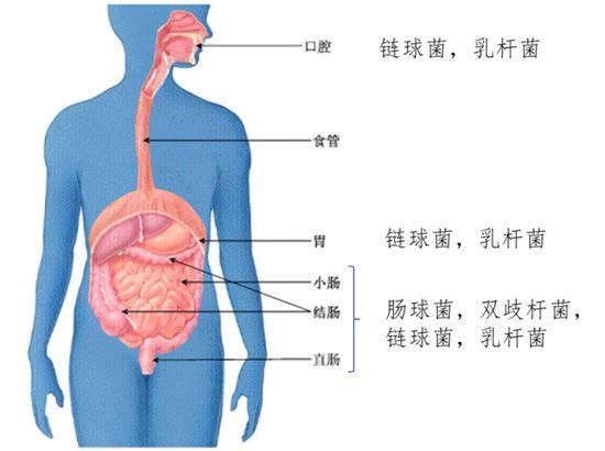 乳酸菌有线粒体还是无线粒体,乳酸菌只有酸奶有吗