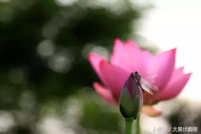 淮阳万亩荷花华丽盛放，让摄影师告诉您，荷花到底有多美！