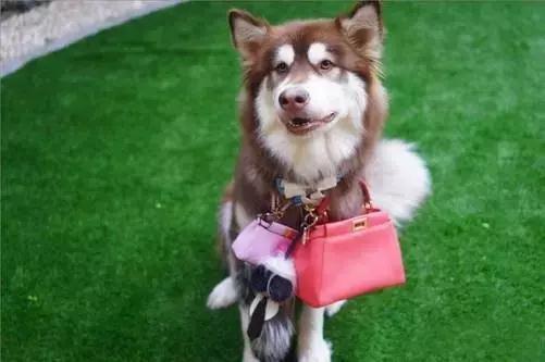 王思聪的狗坐私人飞机这和10多万的狗链比算什么？