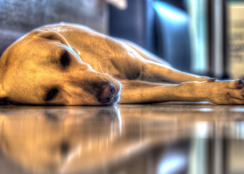 狗狗的日常养护和注意事项,狗狗日常护理需要注意的五大事项