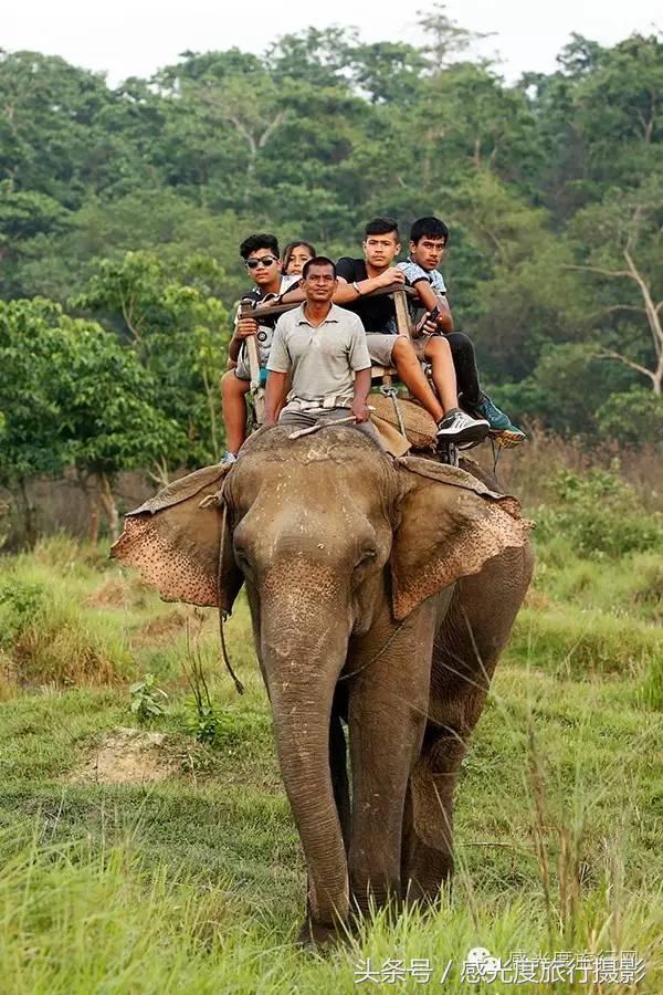 尼泊尔国歌唯一百花盛开的国度,尼泊尔百花图片