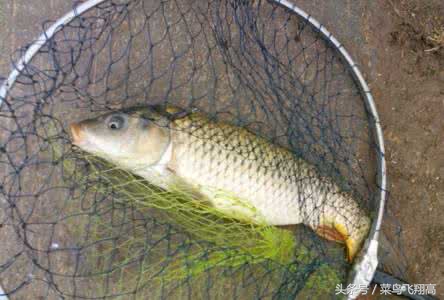 钓鱼饵料小药配方大全图解,钓鱼中药饵料配方大全图片