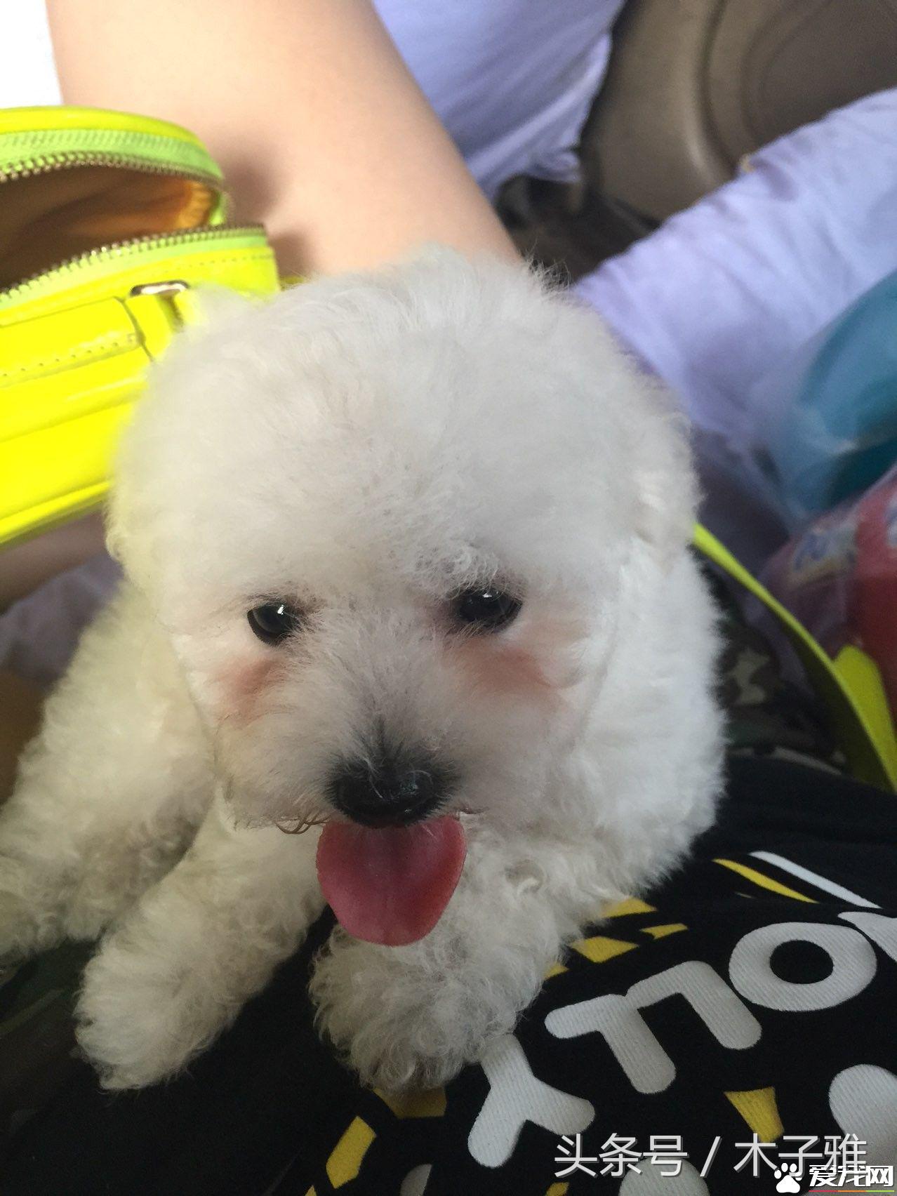 比熊犬梳毛的正确步骤,比熊犬毛怎样才能卷又浓密