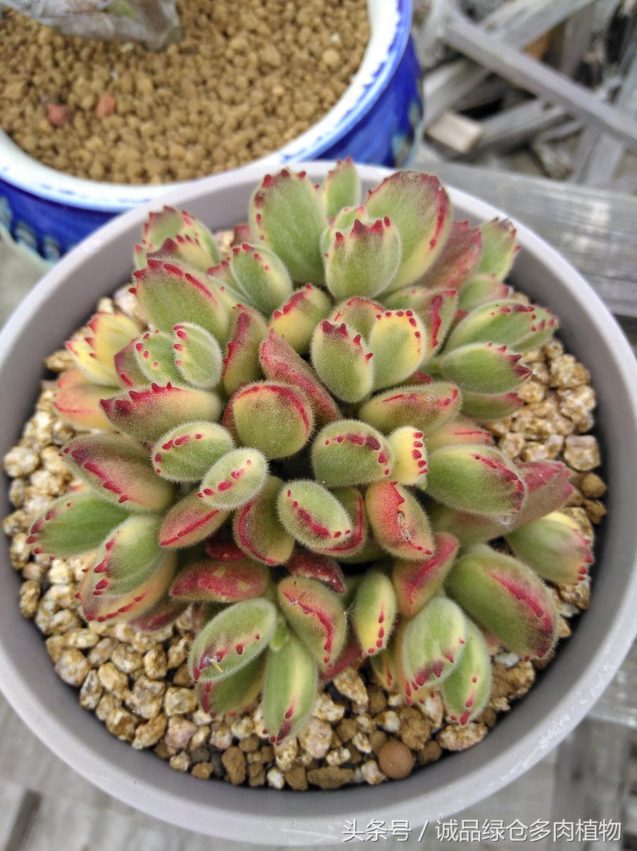 历害了,难道是假包邮区?还在露养呢