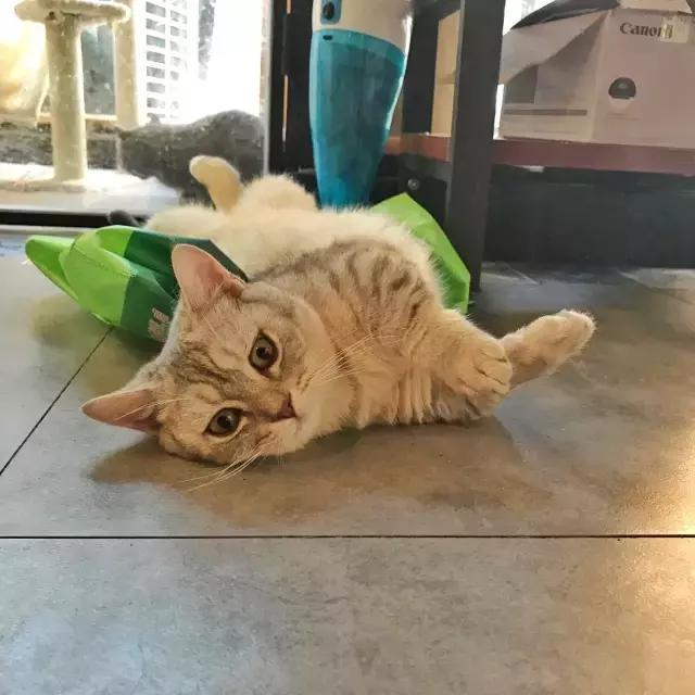 萌出血!九江这几家的撸猫店喊你来撸猫啦!美食与猫兼得!