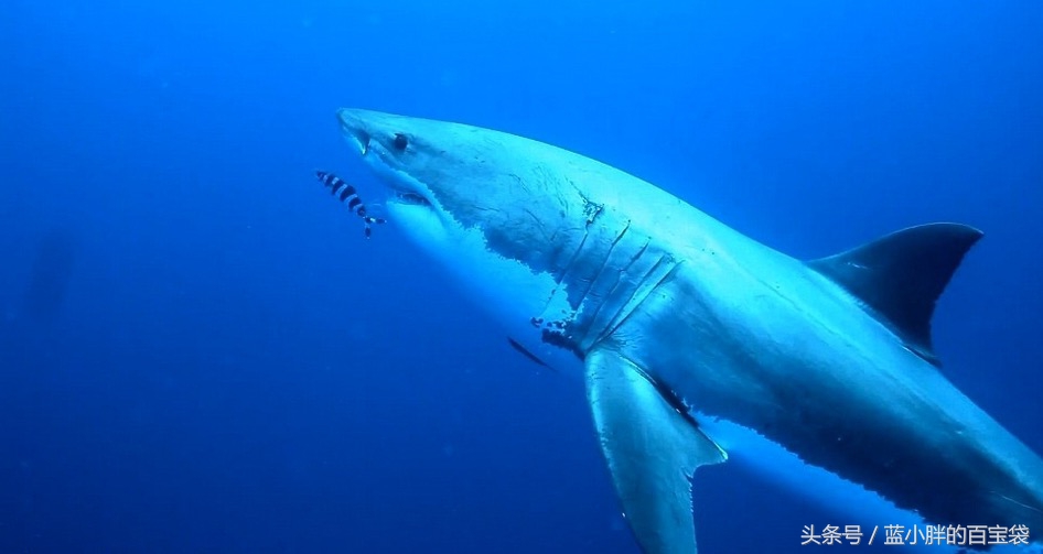 世上最可怕的海底巨兽,令人毛骨悚然的海底巨兽照片