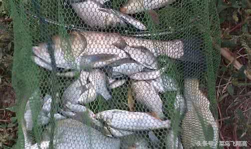 钓鱼饵料小药配方大全图解,钓鱼中药饵料配方大全图片