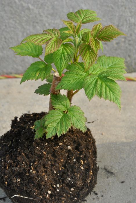 树莓的种植方法和管理技术,树莓栽培管理技术视频