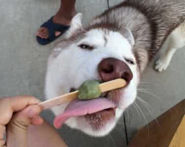 哈士奇常见病有哪些,哈士奇容易患的几种疾病