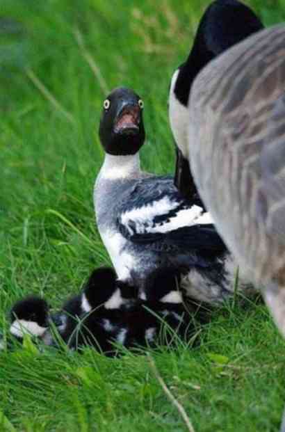 盘点动物震惊表情,各种动物吃惊视频