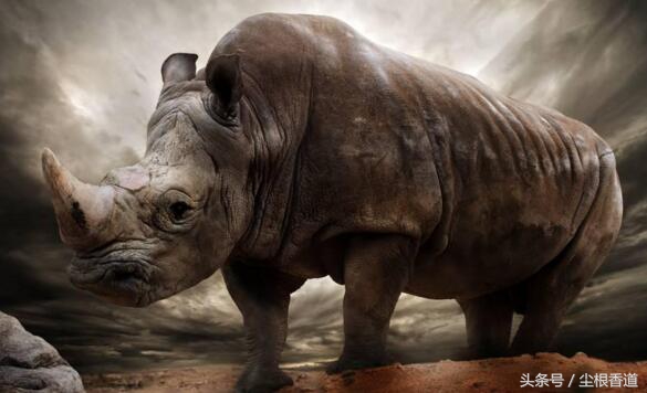 安宫牛黄丸100多块钱是不是真的,安宫牛黄丸一丸十万块是真的吗