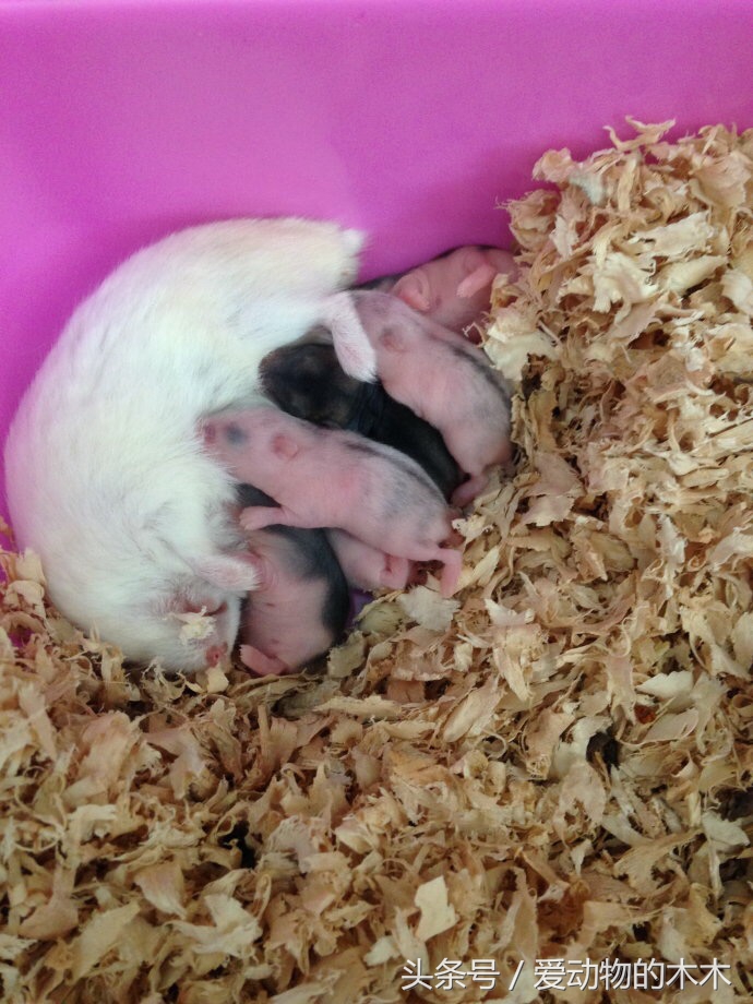 怎样照顾刚生产的仓鼠,金丝熊仓鼠生宝宝了怎么照顾