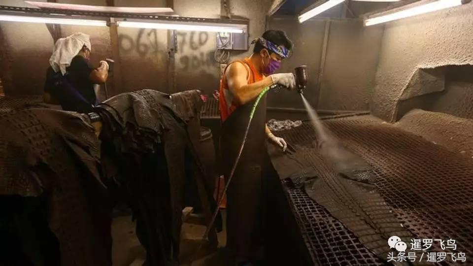 泰国养殖的鳄鱼,鳄鱼养殖基地吃鸡头