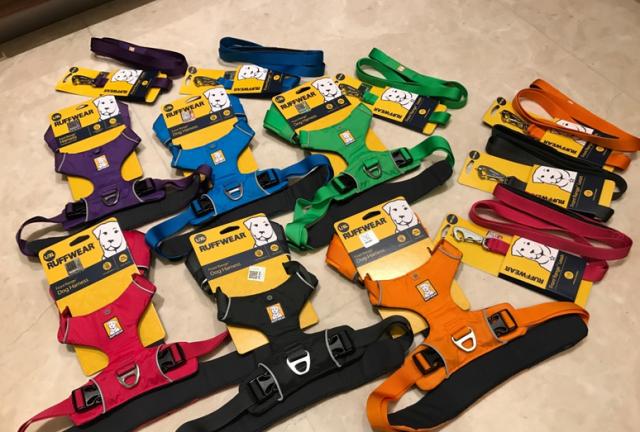 狗界奢侈品,金毛王可可