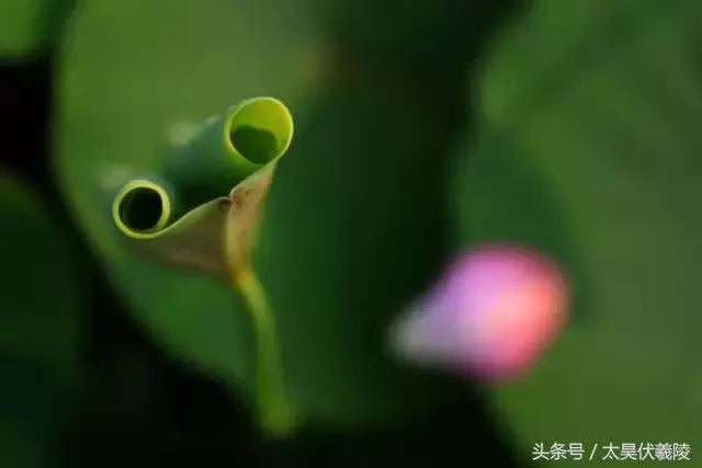 淮阳万亩荷花华丽盛放，让摄影师告诉您，荷花到底有多美！