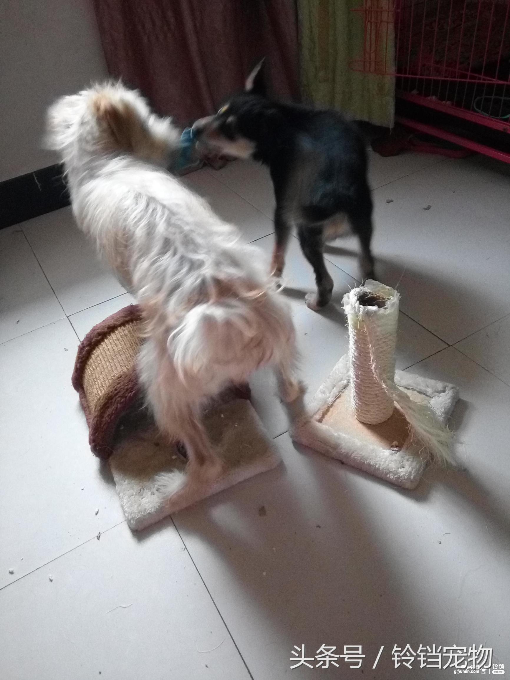 猫狗拆家 (猫狗一起拆家了)