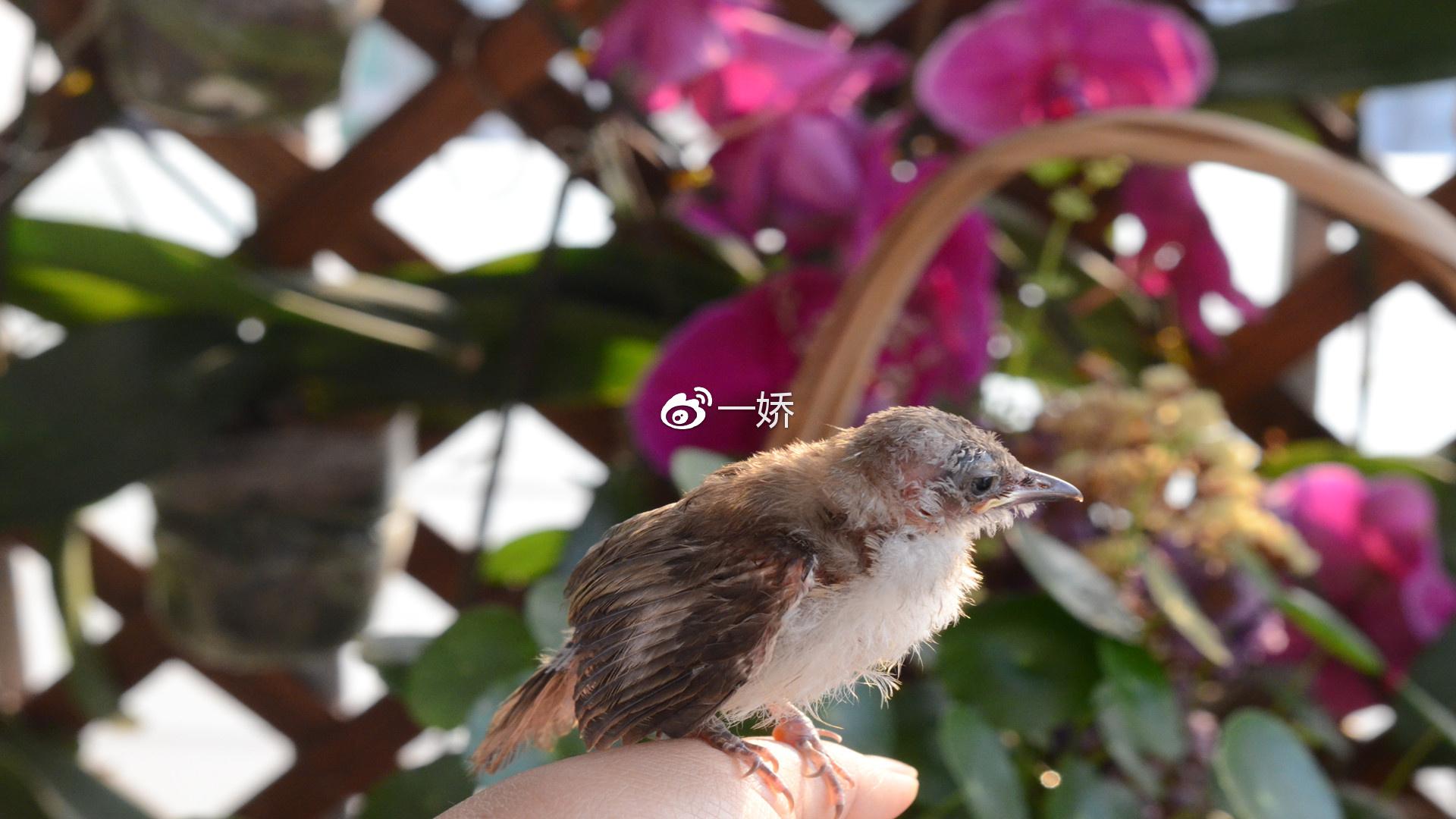 野外捡来的雏鸟拿什么给它吃,野外捡来的小鸟怎么给他喂食