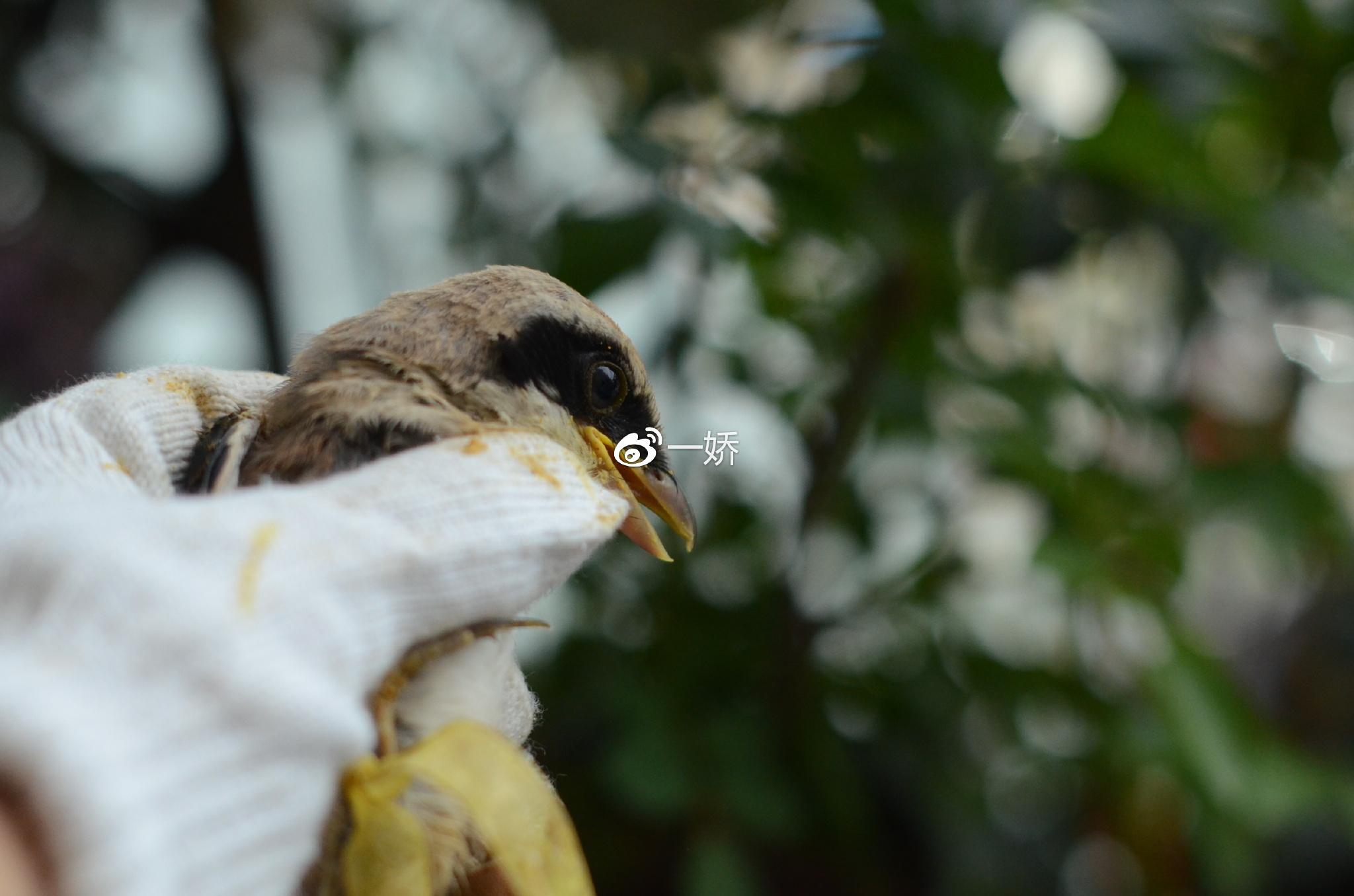 野外捡来的雏鸟拿什么给它吃,野外捡来的小鸟怎么给他喂食