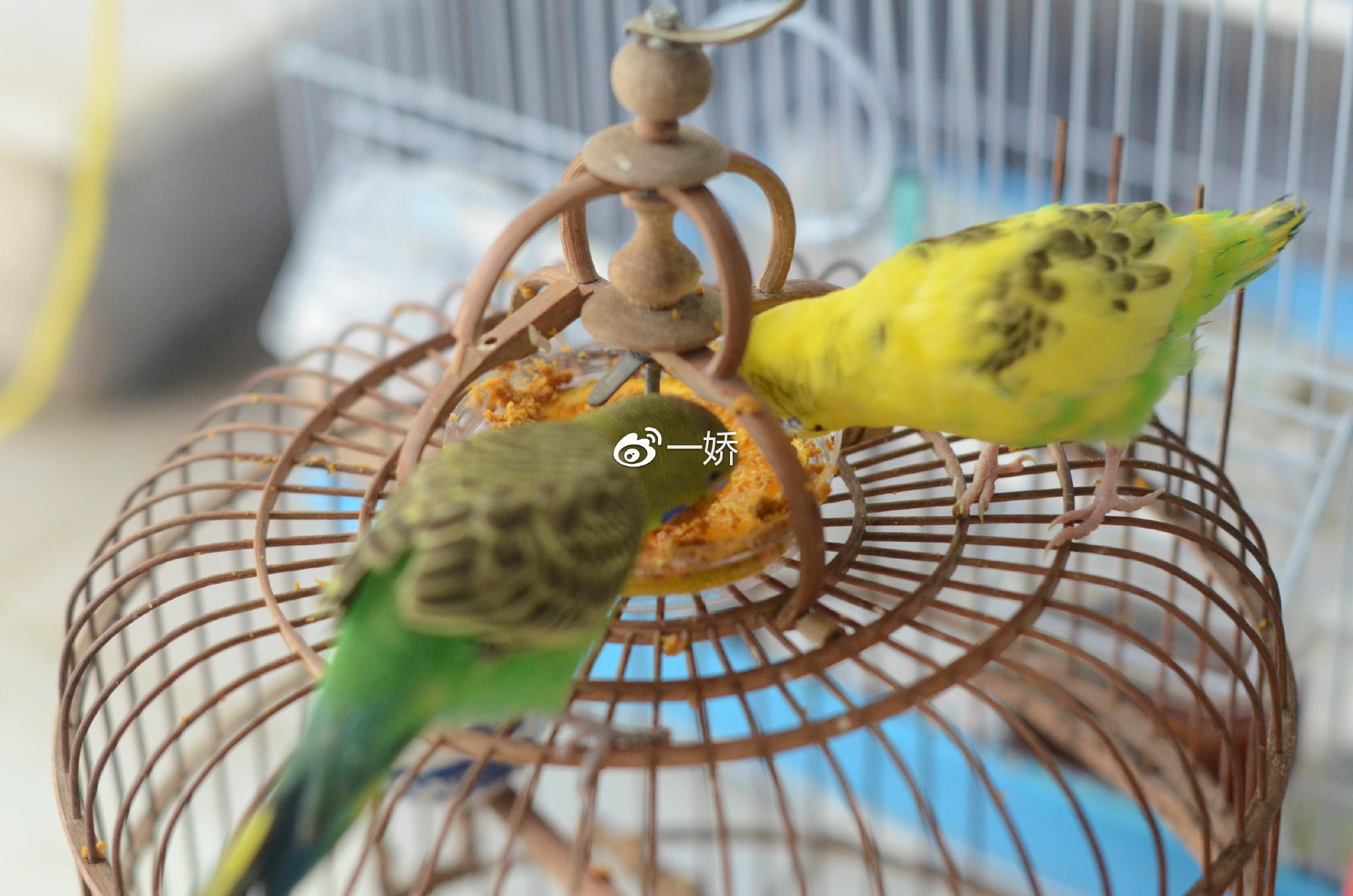 野外捡来的雏鸟拿什么给它吃,野外捡来的小鸟怎么给他喂食