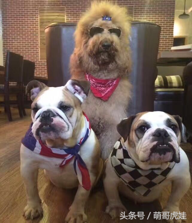 巨型贵宾站起来走路像个小公主,巨型贵宾走路视频